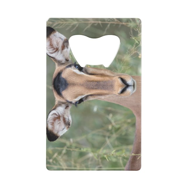 Impala Portrait (Front)