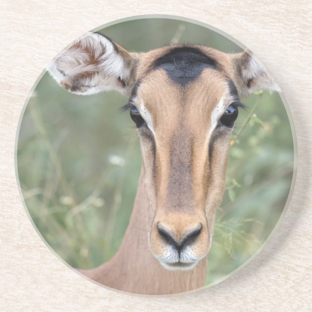 Impala Portrait Coaster (Front)