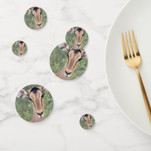 Impala Portrait Confetti
