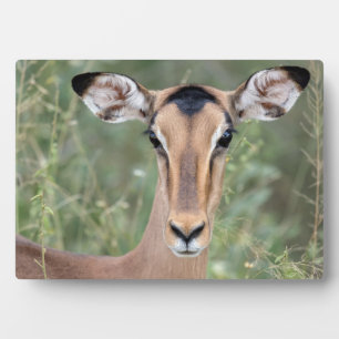 Impala Portrait Plaque