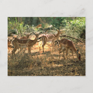 Impala Postcard