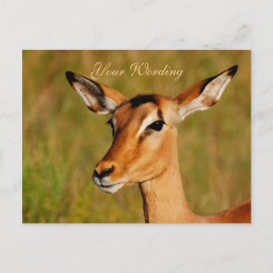 Impala safari animals greeting postcard