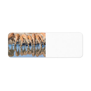 Impalas at the waterhole