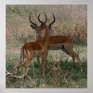 Impalas on the Serengeti - Print
