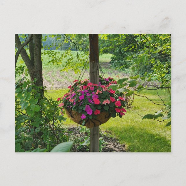 Impatiens in a Hanging Basket Postcard (Front)