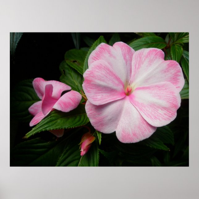 Impatiens Pink White Poster (Front)