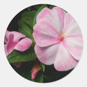 Impatiens Pink White Stickers