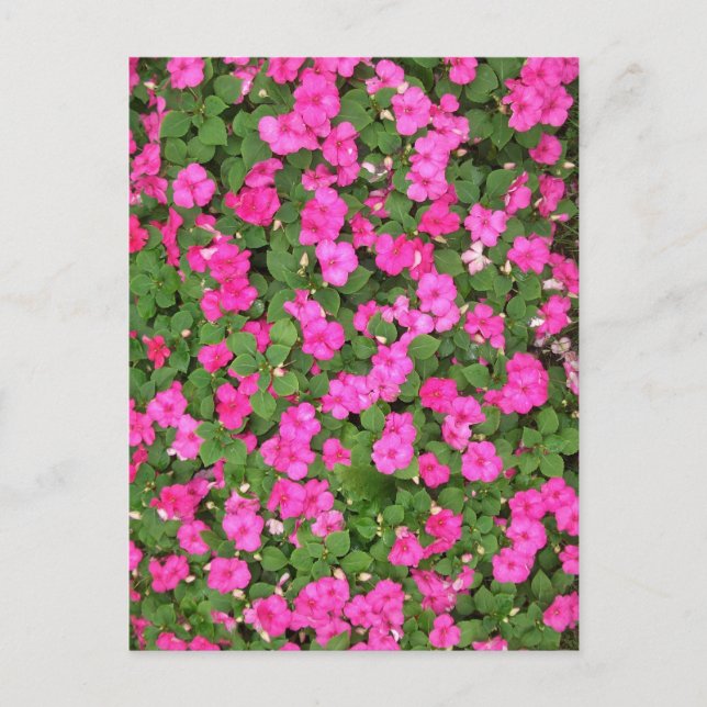 Impatiens Postcard (Front)