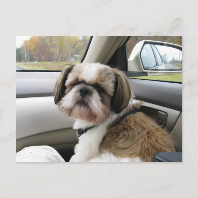 Impatient Passenger Postcard (Front)