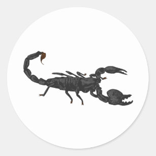  Scorpion Stickers Labels Zazzle UK