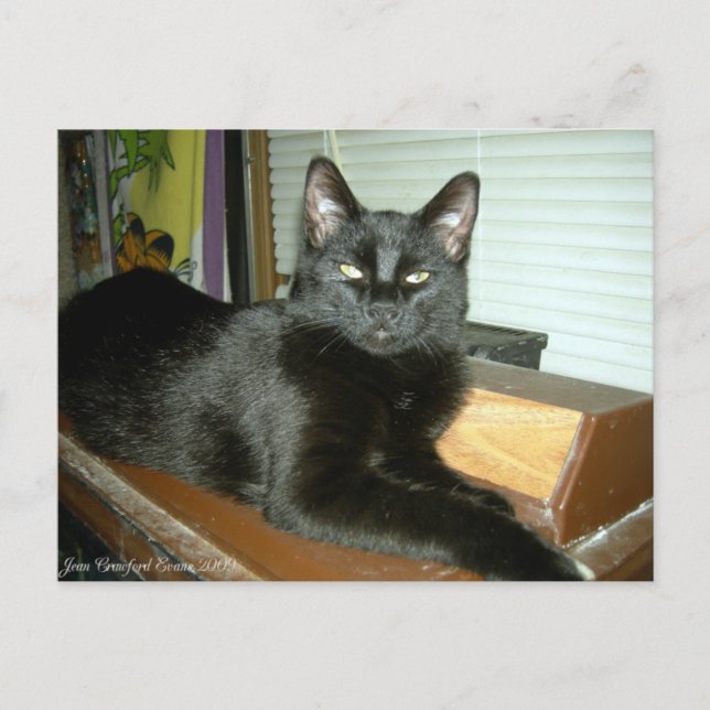 Imperial kitty postcard (Front)