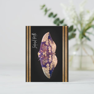 Imperial Moth Postcard