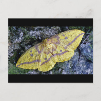 Imperial Moth postcard. Postcard