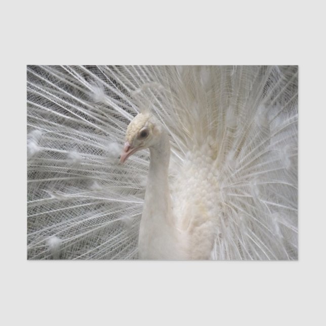 Imperial Peacock Tissue Paper (Front)