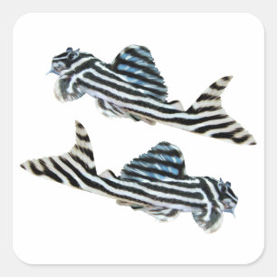 “Imperial Zebra Pleco”の優良製品 Square Sticker