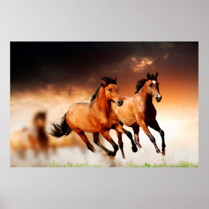 Imposing Wild Brown Horses Poster