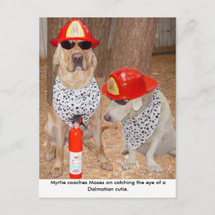 Imposter Postcard