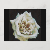 Impressionist Rose Isolated On Black