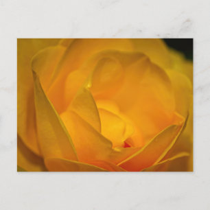 Impressionist Yellow Rose Petals Postcard