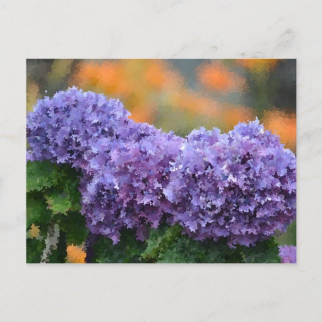 Impressionistic Hydrangeas Postcard (Front)