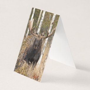 Impressive Bull Moose