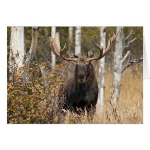 Impressive Bull Moose