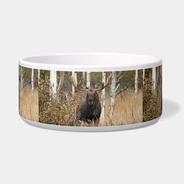 Impressive Bull Moose (Front)