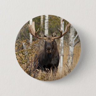 Impressive Bull Moose 6 Cm Round Badge