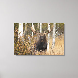 Impressive Bull Moose Canvas Print