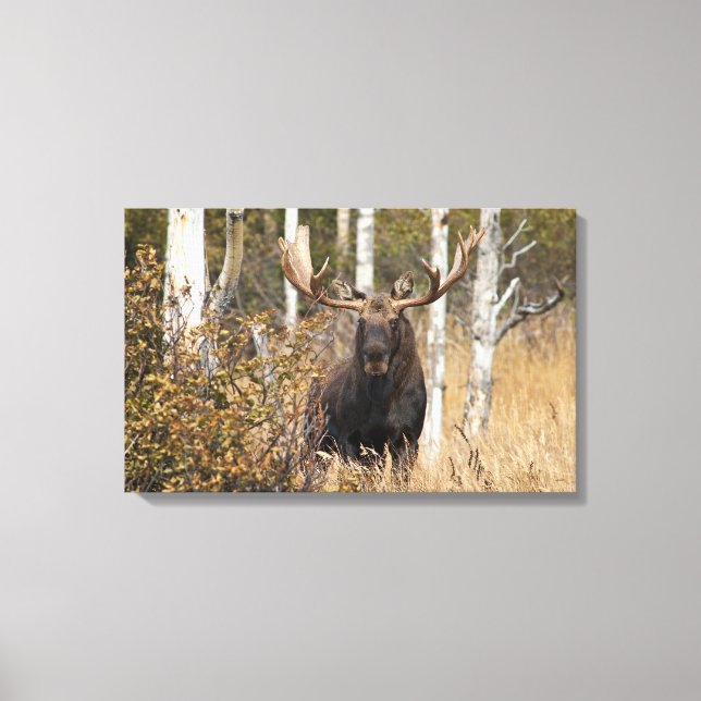 Impressive Bull Moose Canvas Print (Front)