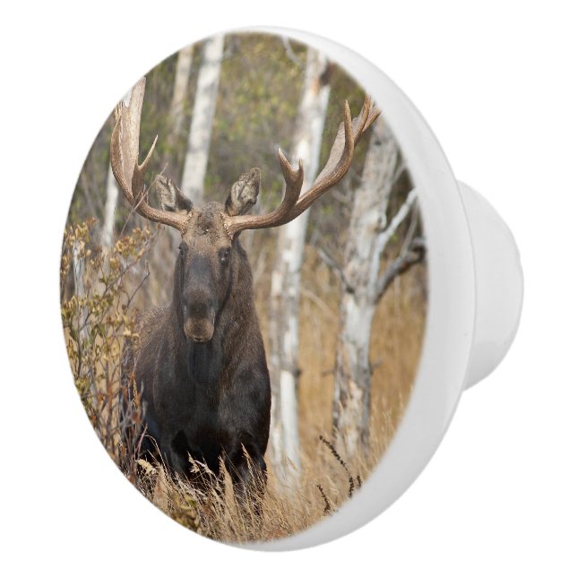 Impressive Bull Moose Ceramic Knob (Right)