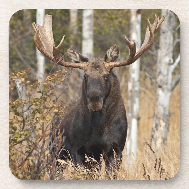 Impressive Bull Moose Coaster (Front)