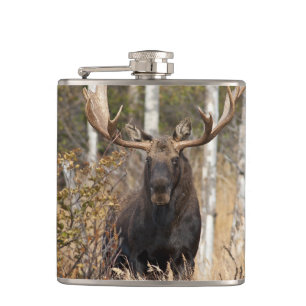 Impressive Bull Moose Hip Flask