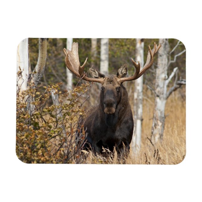 Impressive Bull Moose Magnet (Horizontal)