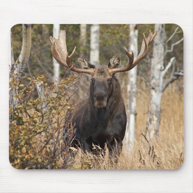 Impressive Bull Moose Mouse Mat (Front)