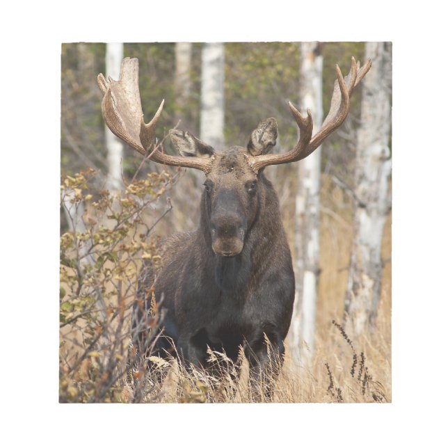 Impressive Bull Moose Notepad (Front)