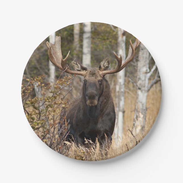 Impressive Bull Moose Paper Plate (Front)