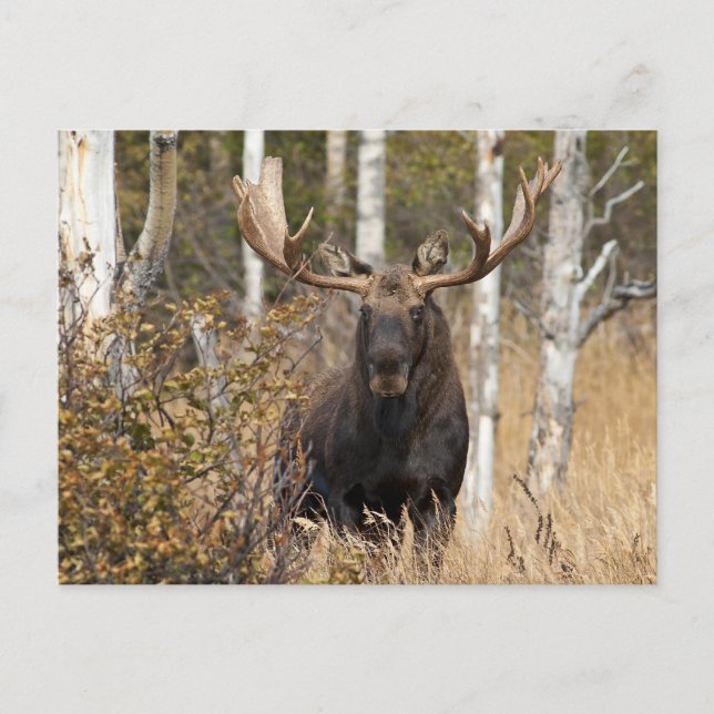 Impressive Bull Moose Postcard (Front)