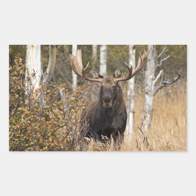 Impressive Bull Moose Rectangular Sticker (Front)