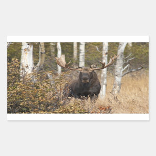 Impressive Bull Moose Rectangular Sticker