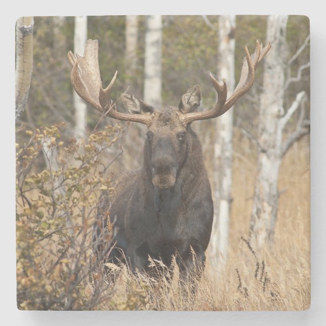 Impressive Bull Moose Stone Coaster (Front)