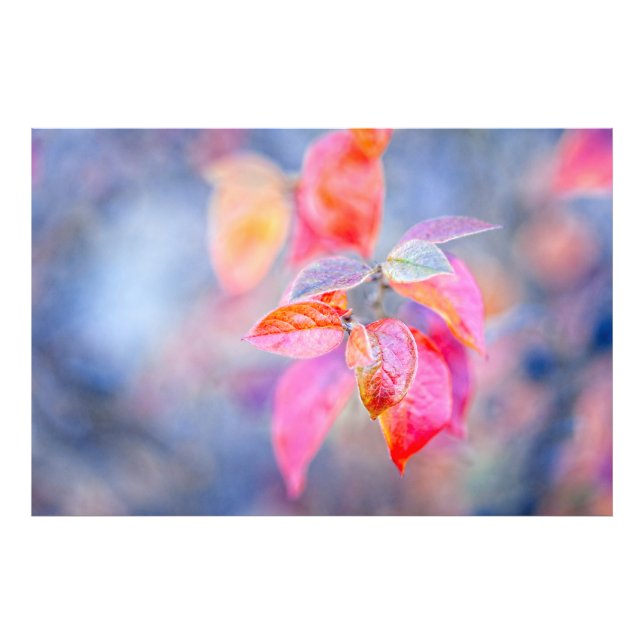 Impressive Cotoneaster Leaves Photo Print (Front)