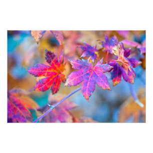 Impressive Japanese Maple leaves Photo Print