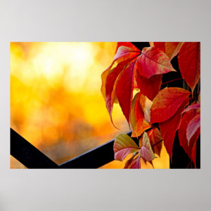 Impressive red vine leaves in the autumn garden poster