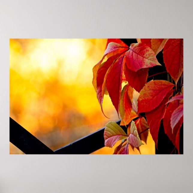 Impressive red vine leaves in the autumn garden poster (Front)