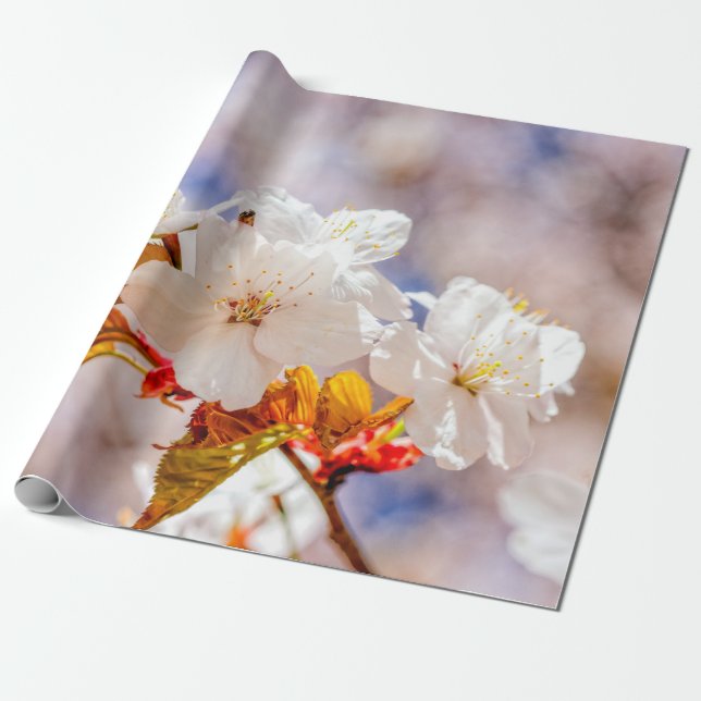 Impressive Sakura Flowers On A Sunny Day Wrapping Paper (Unrolled)