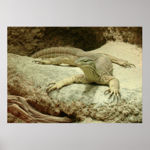 Impressive Sand goanna Poster
