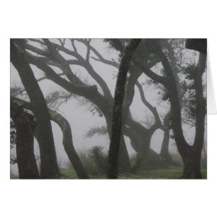 In a Fog