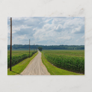 In Between Corn Fields Postcard
