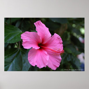 In Bloom Poster